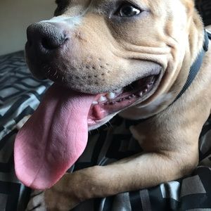 Meet your Posher, Javae